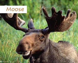 moose 2